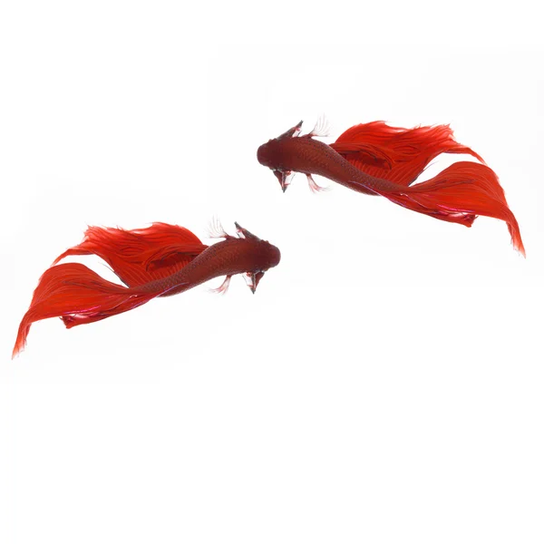 Betta peces, peces siameses de lucha, betta splendens aislados en w — Foto de Stock