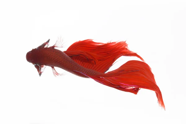 Betta の魚、シャムの戦いの魚、ベタ splendens の w に分離 — ストック写真