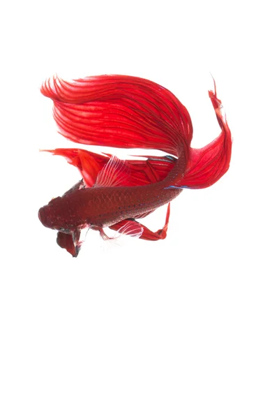 Betta vis, siamese vechten vis, betta splendens geïsoleerd op w — Stockfoto