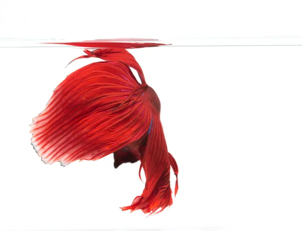 Betta peces, peces siameses de lucha, betta splendens aislados en w — Foto de Stock