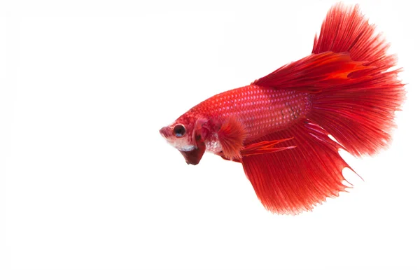 Betta fish, siamese fighting fish, betta splendens isolated on w — Stock Photo, Image