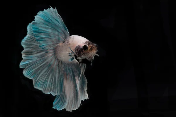 Betta fish, pesce siamese combattente su sfondo nero — Foto Stock