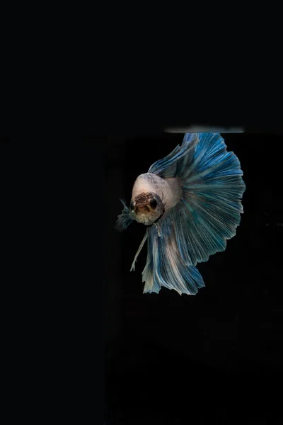 Betta pesce, siamese pesce combattente, betta splendens isolato su b — Foto Stock