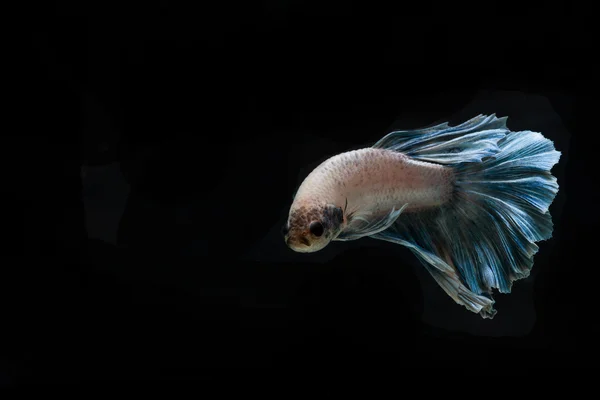 Betta peces, peces siameses de lucha, betta splendens aislados en b —  Fotos de Stock