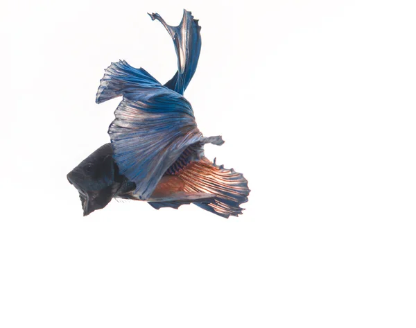 Betta fish, siamese fighting fish, betta splendens isolado em w — Fotografia de Stock