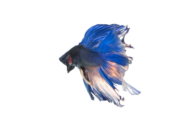 Betta fish, siamese fighting fish, betta splendens isolado em w — Fotografia de Stock