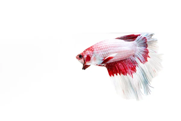Betta pesce, siamese pesce combattente, betta splendens isolato su w — Foto Stock