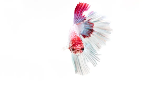 Betta fish, siamese fighting fish, betta splendens isolado em w — Fotografia de Stock