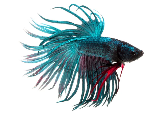 Daha iyi balık, Siyam mücadele balık, betta splendens w izole