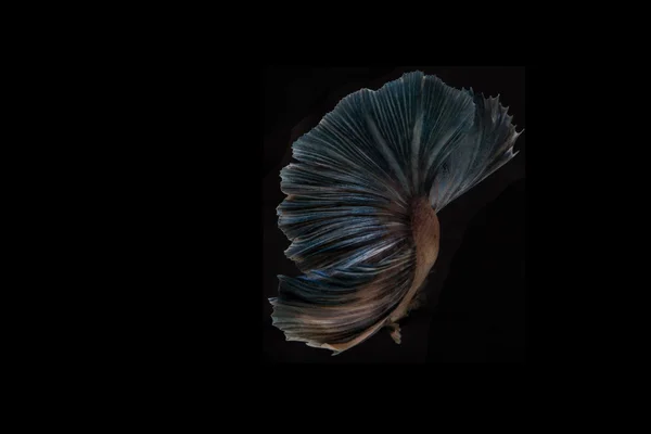 Betta pesce, siamese pesce combattente, betta splendens isolato su b Immagini Stock Royalty Free