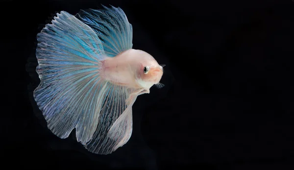 Betta peces, peces siameses de lucha, betta splendens aislados en b Fotos de stock libres de derechos