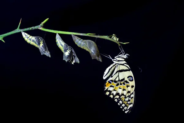 Omvandling av Lime fjäril (papilio demoleus) på svart bac — Stockfoto