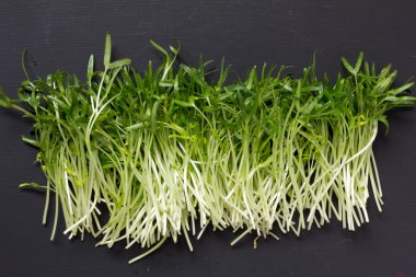 Siyah arka plan üzerinde genç Morning glory