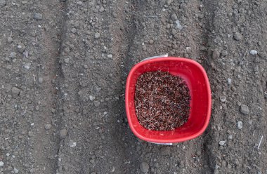 Sabah tohumu kırmızı kovada