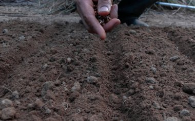 Erkek el tohumu sabah zaferi. Yakın çekim.