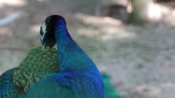 HD-beeldmateriaal close up van Peacock feather schoonmaken — Stockvideo