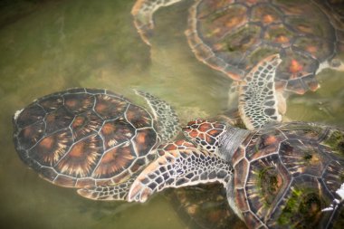 green sea turtles swimming in farm clipart