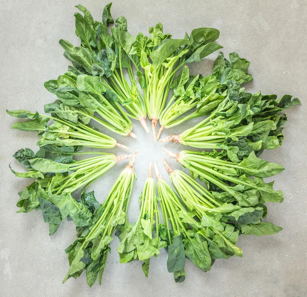 新鲜菠菜 — 图库照片