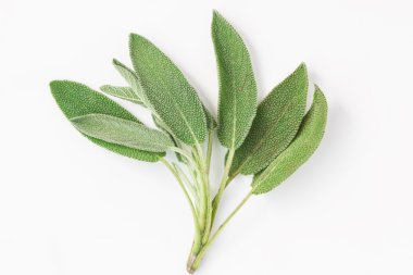 paket adaçayı yaprakları