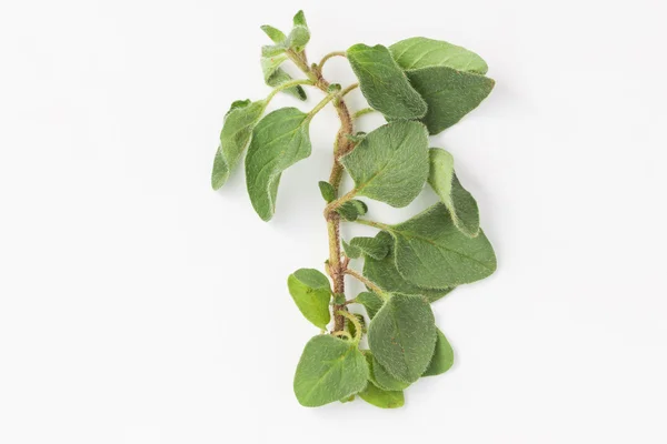 흰색 바탕에 신선한 origano 분기 잎 — 스톡 사진
