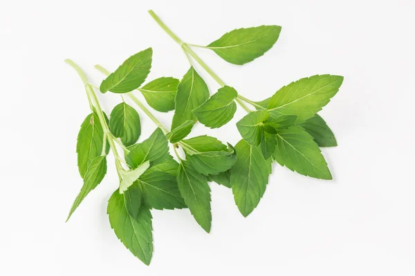 Świeże zioła liść mięty pieprzowej — Zdjęcie stockowe