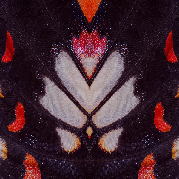Текстура крыла бабочки, крупным планом деталей крыла бабочки для Лицензионные Стоковые Изображения