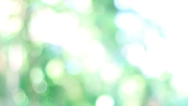 Vidéo HD de la nature bokeh vert de l'arbre 