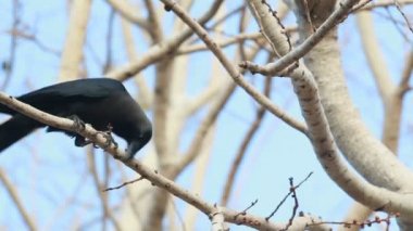 karga ağaç üzerinde