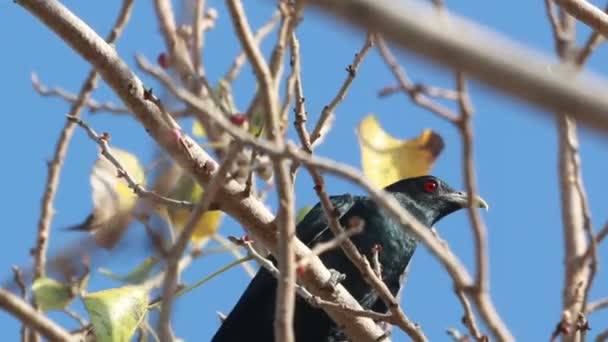 Asiático koel macho en árbol — Vídeos de Stock