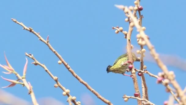 Koperslager baardvogel eten fruit op boom — Stockvideo