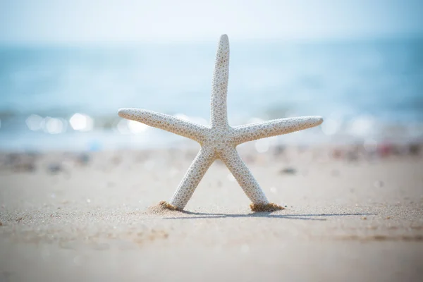 Starfish on the Beach for background — Stock Photo, Image