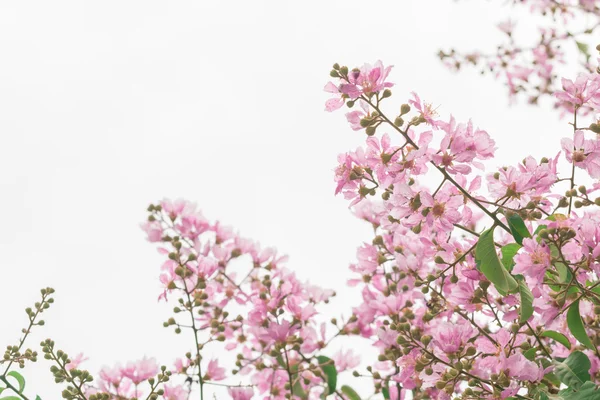 Lagerstroemia speciosa, Pride of India, Queen 's flower on white — стоковое фото