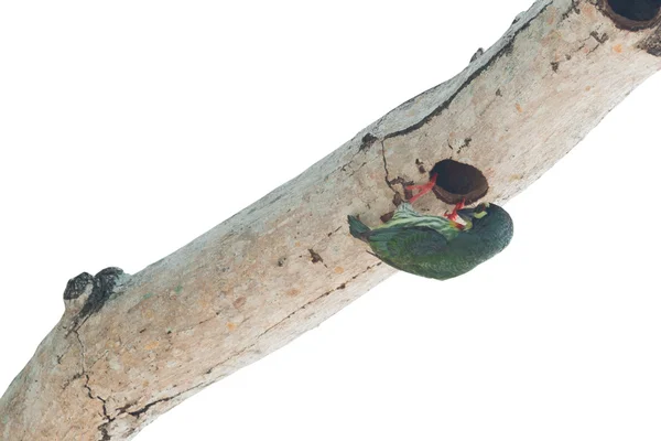 Kupferschmiedebarbet — Stockfoto