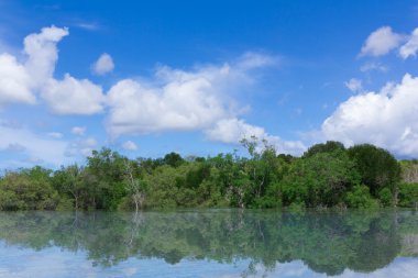 mangrov orman mavi gökyüzü arka plan ile