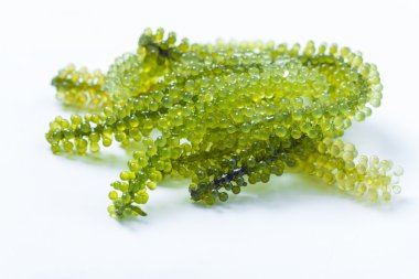 Caulopa macrophysa, beyaz zemin üzerine yeşil havyar kapatın