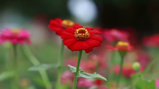 Des images HD de fleur rouge dans le champ 