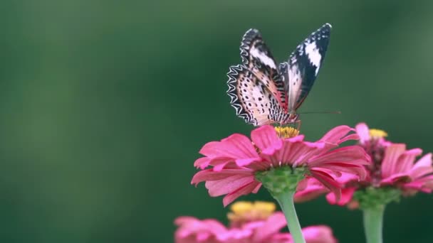 Gros plan papillon avec fleur rouge dans la nature fond — Video