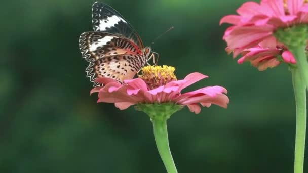 Zavřít motýla s červenou květinou v pozadí přírody — Stock video