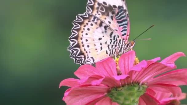 Close-up vlinder met rode bloem in natuur achtergrond — Stockvideo