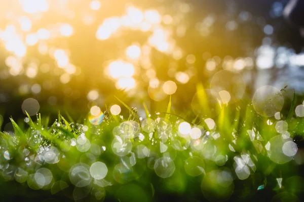 Defokussierung von grünem Gras mit Bokeh als Hintergrund — Stockfoto