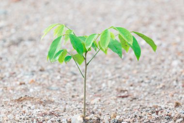 Genç büyüme kum üzerinde ağaç