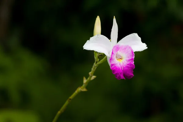 Wilde Orchideenblume in der Natur, Thailand — Stockfoto