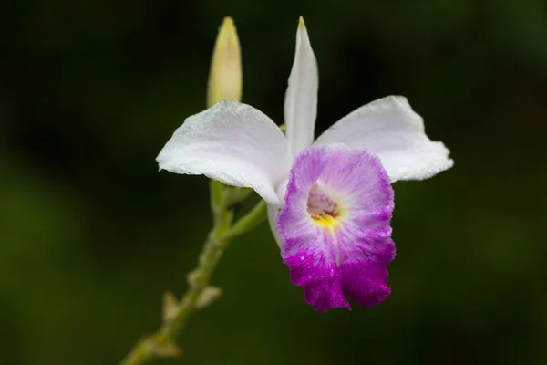 Wilde Orchidee in Thailand — Stockfoto
