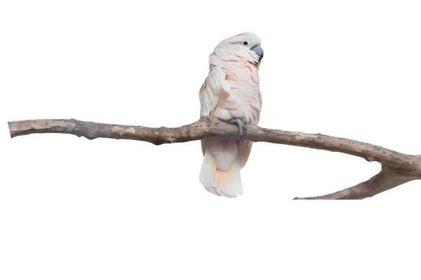 White parrot macaw on white background with clippping paths — Stock Image White parrot macaw on white background with clippping paths Stock Photo