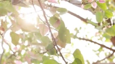 HD ayak doğa güneş ışığı ile doğal yeşil yaprak