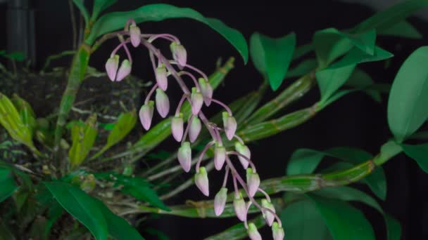 4K Проміжок часу цвітіння Dendrobium thyrsiflorum, рожева дика орхідея на чорному тлі — стокове відео