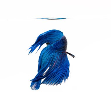 Etta balık, Siyam mücadele balık, beyaz adam izole betta splendens