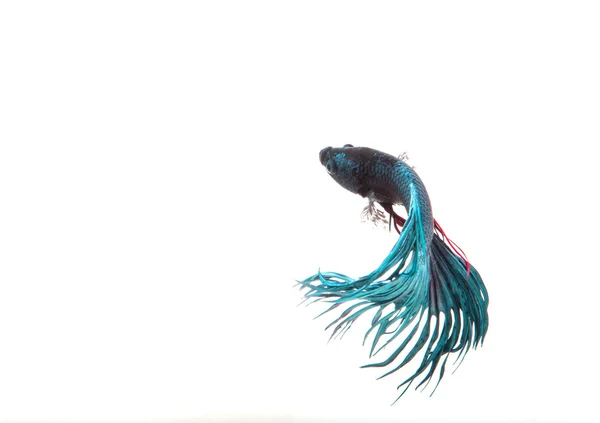 Betta fish, siamesischer Kampffisch, betta splendens isoliert auf w — Stockfoto