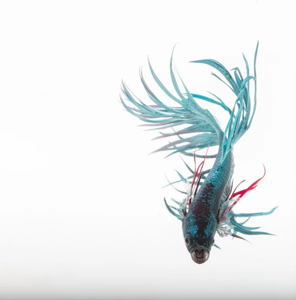 Betta の魚、シャムの戦いの魚、ベタ splendens の w に分離 — ストック写真