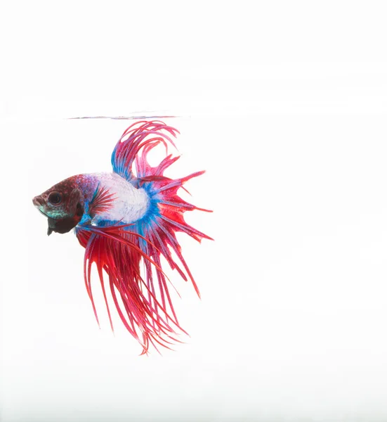 Betta pesce, siamese pesce combattente, betta splendens isolato su w — Foto Stock